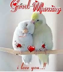 Free Free Romantic Love Birds Good Morning Images