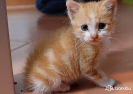 Meu Gato Filhote Nao Faz Fezes O Que Posso Fazer El Blog De Veterinaria Noticias Mascotas Y Curiosidades