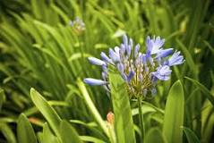 Image result for do you cut back agapanthus after flowering