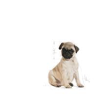Puppies aged three to six months should eat three times per day, a third of a cup each time. Pug Puppy Dry Royal Canin