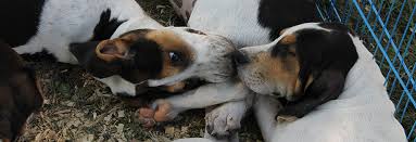 We also use this information to target and measure. Register My Litter United Kennel Club Ukc