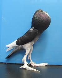 Pin On Let S Get Wild