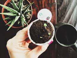 Yes, used coffee grounds are good for flowers.specifically, used coffee grounds are a source of nitrogen. Starbucks Coffee On Twitter How To Make A Mini Garden Fill Used Kcup Pods With Soil Use Old Coffee Grounds As Fertilizer Plant Seeds Https T Co Omtm2dzk40