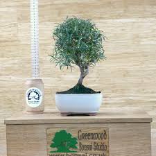 Image result for rosemary bonsai