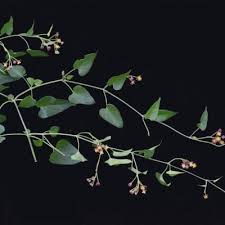 Image result for Pentarrhinum insipidum