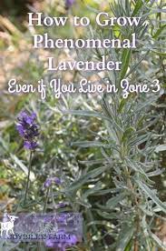 Pin By Antoni Nahana On My Growing Lavender Organic Vegetable Garden Organic Gardening Tips