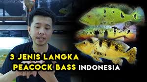 Orinoco jantan dan betina perbedaan nya. Info Tentang Dan Membedakan Jantan Atau Betina Peacock Bass Monoculus By Ked Fish Store
