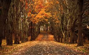 Explore and download tons of high quality macbook pro wallpapers all for free! 1000 Best Autumn Mac Wallpapers Free Hd Download Allmacwallpaper