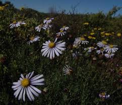 Image result for Felicia muricata