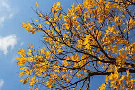 Image result for Celtis sinensis