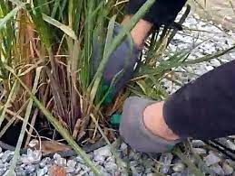 In bezug auf die schnittpflege sollten sie pampasgras nicht über einen kamm scheren mit anderen ziergräsern. Pampasgras Richtig Schneiden Und Putzen Tipps Vom Experten