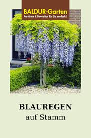 Blauregen Auf Stamm Blauregen Stamm Pflanzentopf In 2020 Outdoor Structures Outdoor Garten