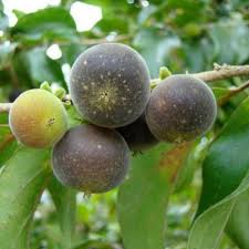 Image result for Dovyalis xanthocarpa