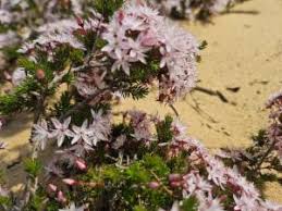 Image result for Tetragonia calycina