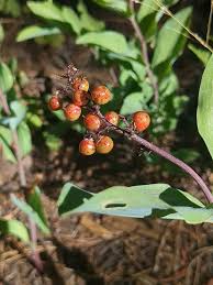 Image result for Astripomoea