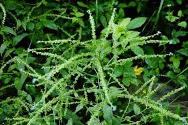 Image result for Cynoglossum coeruleum