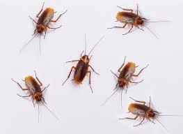 Camel crickets, camel cricket control, how to get rid of camel crickets. How To Kill Roaches With Borax Pest Wiki