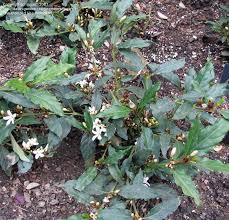 Image result for Mitriostigma axillare