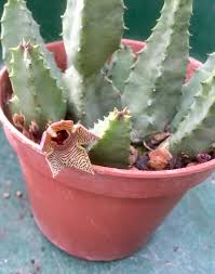 Image result for Huernia thuretii