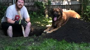 Pet waste wizard makes pet waste disappear and controls odours. City Asks Londoners To Try Out New Dog Poop Composter Cbc News