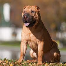 £770 for kc registered dogs. Chinese Shar Pei Grooming Bathing And Care Espree