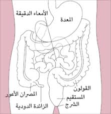 Ù†ØªÙŠØ¬Ø© Ø¨Ø­Ø« Ø§Ù„ØµÙˆØ± Ø¹Ù† Ø¯Ø§Ø¡ Ø§Ù„Ø³Ù„Ø§Ø¦Ù„ Ø§Ù„ÙˆØ±Ù…ÙŠ Ø§Ù„ØºØ¯ÙŠ Ø§Ù„Ø¹Ø§Ø¦Ù„ÙŠ