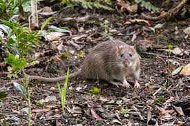 As they're dry, warm, secure and usually hidden away, that's where you'll most likely find them hanging out. 12 Steps To Get Rid Of Rats In Your Garden Horticulture Co Uk