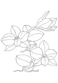 Orchid Coloring Pages Best Coloring Pages For Kids In 2020 Free Coloring Pages Flower Coloring Sheets Flower Coloring Pages