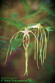 Image result for Strophanthus speciosus