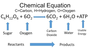 The reactants are the materials needed for the process: What Is The Overall Equation Of Cellular Respiration Of Glucose Quora