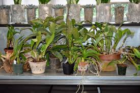 Potting mix breaks down, often evidenced by dead roots, or the plant outgrowing the container. Repotting Orchids In My Greenhouse The Martha Stewart Blog