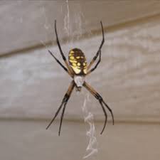 That's why our goal is to put your needs and. Spider Control In San Diego Orange County Riverside Brown Widows Adios Pest Control