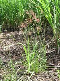 Image result for Chloris pilosa