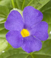 Image result for Thunbergia battiscombei
