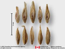 Image result for Poa