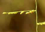 Image result for Urochloa deflexa