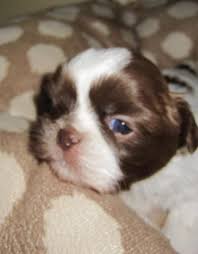 The current median price of shih tzus in ft myers / sw florida is $1,649.50. Purebred Chocolate Liver Shih Tzu Puppies Ready For New Homes In July 2018 For Sale In Jacksonville Florida Classified Americanlisted Com