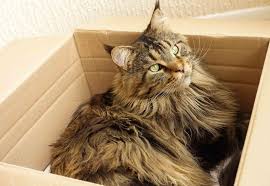 You can create large cats by breeding large cat with large cat. Top 5 Reasons Maine Coon Cats Are Awesome West Park Animal Hospital