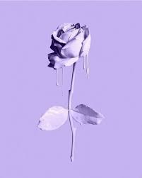 Purple Aesthetic Neon Aesthetic Purple Aesthetic Photography Aesthetic Wallpaper Light Purple Wallpaper Blue Roses Wallpaper Purple Wallpaper Iphone
