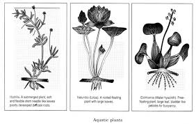 The Living Organisms And Their Surroundings Class 6 Notes Science Chapter 9 Learn Cbse Class6sciencenotes Thelivingorganismsan Science Notes Science Notes