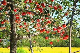 These have survived with rainwater and no regular pruning. Apple Trees How To Grow And Prune An Apple Tree Lawn Com Au