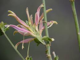 Image result for Anisotes formosissimus