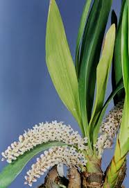 Image result for Bolusiella iridifolia