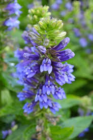 Image result for Lobelia minutula