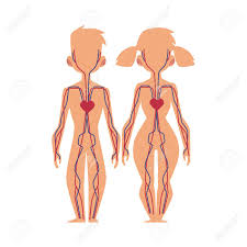 Characteristic of the vertebrate form, the human body has an internal skeleton that includes a backbone of vertebrae. Vector Flat Structure Of The Human Body Anatomy Male Female Royalty Free Cliparts Vectors And Stock Illustration Image 93716600