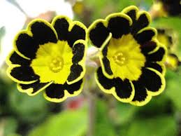 Black And Yellow Flowers Flickriver Laila Neihoum S Most Interesting Photos Flowers Yellow Flowers Colorful Flowers