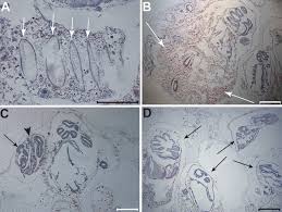 10455960 is an active company. Systemic Bud Induction And Retinoic Acid Signaling Underlie Whole Body Regeneration In The Urochordate Botrylloides Leachi