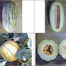 Check spelling or type a new query. Gavun Kak Is A Dried Form Of Melon C Melo Ssp Melo Inodorus Download Scientific Diagram