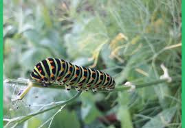 Insektenfreundlicher Garten Bunt Wild Schon Garteneuphorie In 2020 Pflanzenblatter Insekten Pflanzen