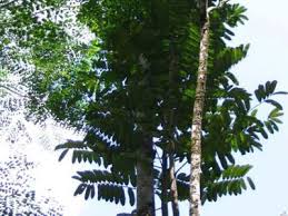 Image result for Simaroubaceae